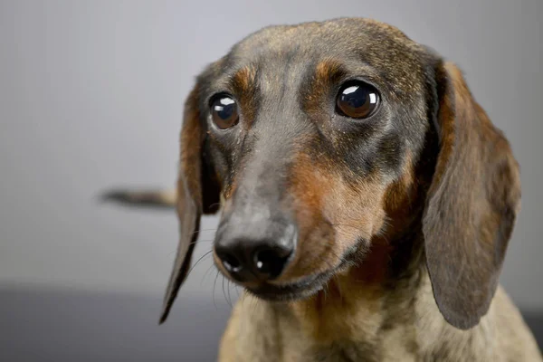 Portræt Sød Korthåret Gravhund Studie Skudt Isoleret Grå - Stock-foto