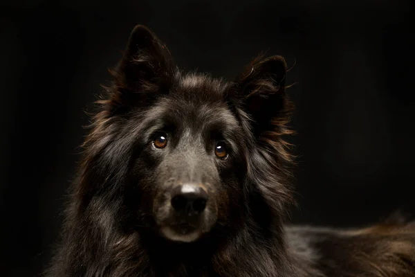 Ritratto Adorabile Pastore Belga Ripresa Studio Isolato Nero — Foto Stock