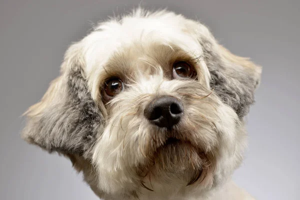 一个可爱的混合品种狗的画像 演播室射击 被隔绝在灰色 — 图库照片