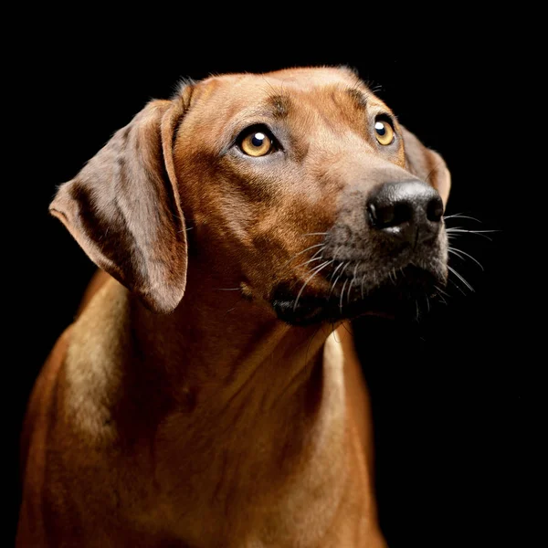 Retrato Adorable Ridgeback Rodesio Plano Estudio Aislado Negro —  Fotos de Stock