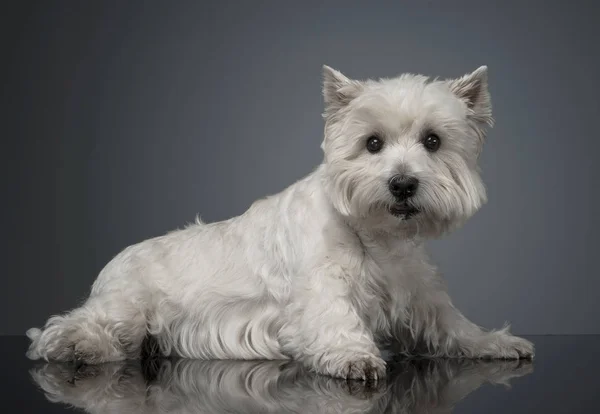 Vita West Highland Terrier Avkopplande Studio — Stockfoto