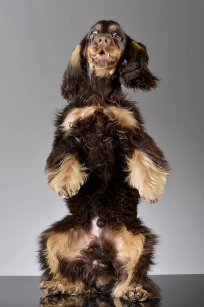 Arka ayakları - studio vurdu, üzerinde çok güzel bir İngiliz Cocker Spaniel duran gri izole.