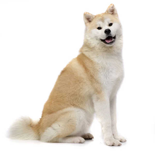 Estudio Adorable Akita Inu Sentado Sobre Fondo Blanco —  Fotos de Stock