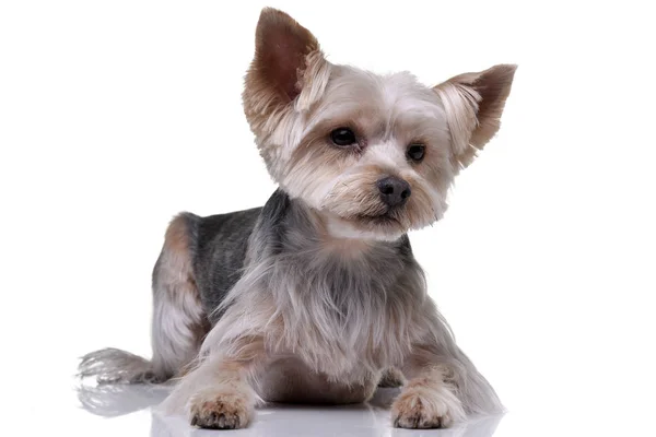 Strzał Studio Adorable Yorkshire Terrier Leżącego Białym Tle — Zdjęcie stockowe