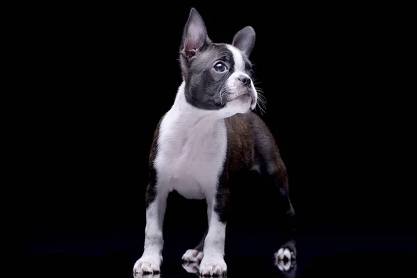 Studio Skott Bedårande Boston Terrier Står Svart Bakgrund — Stockfoto