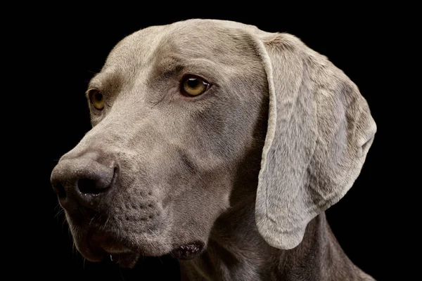 Ritratto Adorabile Weimaraner Ripresa Studio Isolato Nero — Foto Stock