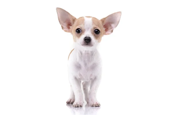 Çok güzel bir Chihuahua köpek yavrusu ayakta beyaz arka plan üzerinde stüdyo çekim.
