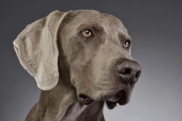 Potret Weimaraner Pengambilan Gambar Studio Terisolasi Abu Abu — Stok Foto