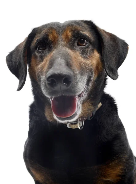 Porträt Eines Entzückenden Mischlingshundes Studioaufnahme Isoliert Auf Weiß — Stockfoto