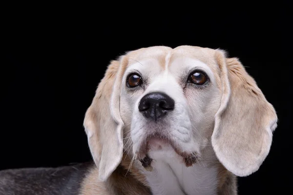 Portréja Egy Imádnivaló Beagle Elszigetelt Fekete Háttér — Stock Fotó