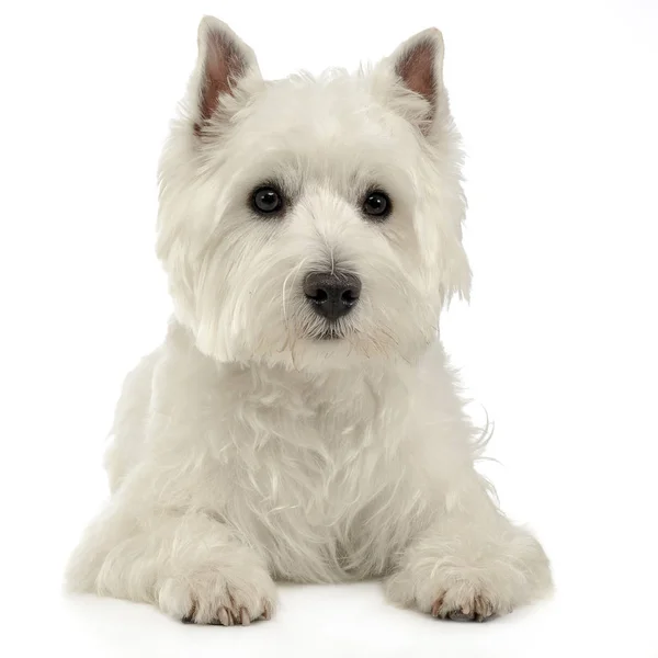 West Highland White Terrier Podłodze Białe Studio — Zdjęcie stockowe