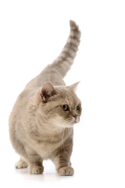 一室公寓拍摄的一个可爱的家猫站在白色背景 — 图库照片