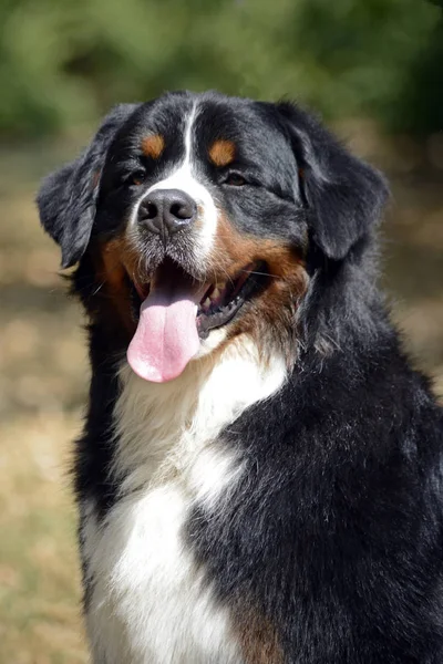 Doğada Çok Güzel Bernese Dağ Köpeği Portre — Stok fotoğraf