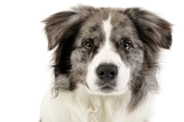 Porträtt Söt Border Collie Valp Studio Skott Isolerad Vit — Stockfoto