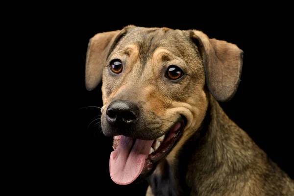 Portrait Adorable Mixed Breed Dog Studio Shot Isolated Black — Stock Photo, Image