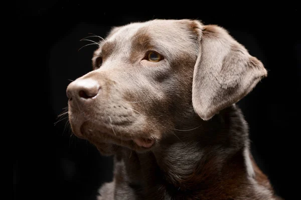 Retrato Adorable Labrador Retriever Plano Estudio Aislado Negro — Foto de Stock