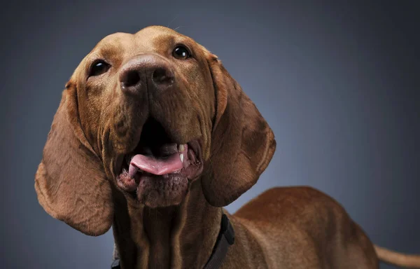 Hongaarse Vizsla Liggen Donkere Achtergrond — Stockfoto