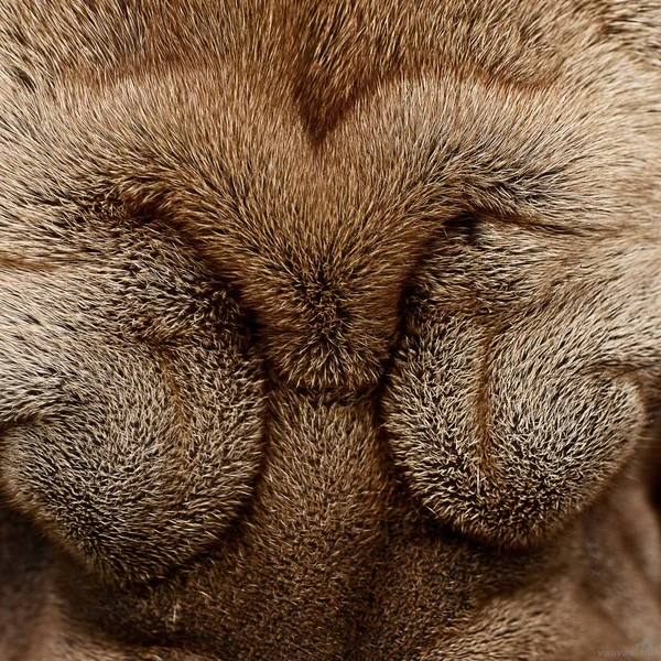 Rughe Principali Cane Shar Pei Colpo Studio — Foto Stock