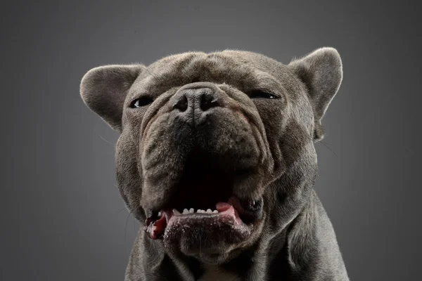 Portret Van Een Schattig Frans Bulldog Studio Opname Geïsoleerd Grijs — Stockfoto