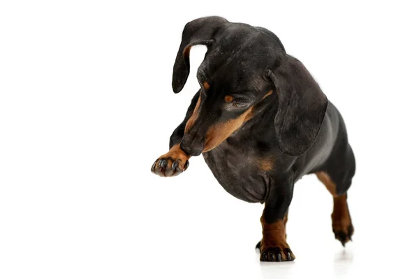 Estúdio Tiro Cão Adorável Dachshund Levanta Sua Perna Dianteira Isolado — Fotografia de Stock