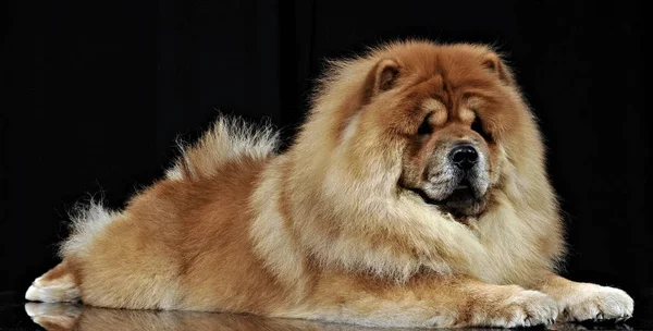 Belle Chow Chow Posant Dans Studio Photo — Photo