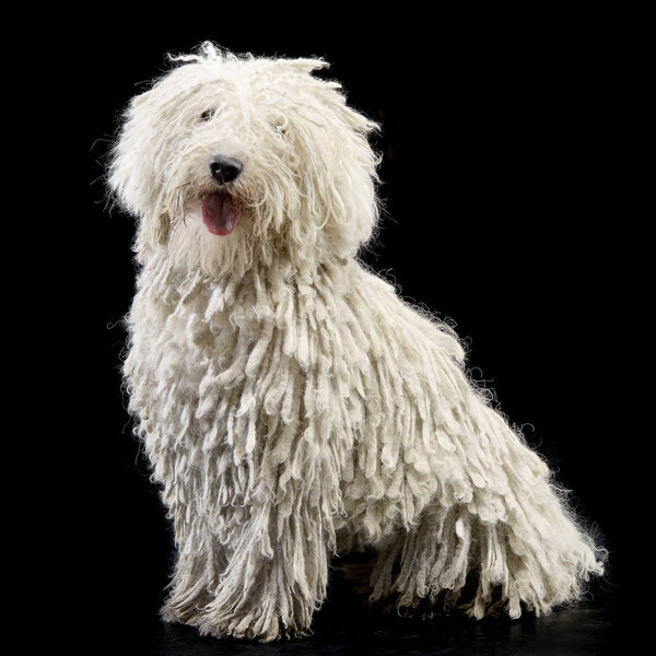 Studio shot of an adorable Puli sitting on black background.