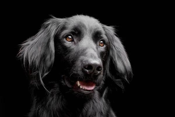 Портрет Чарівної Змішаної Собаки Студійний Знімок Ізольований Чорному — стокове фото