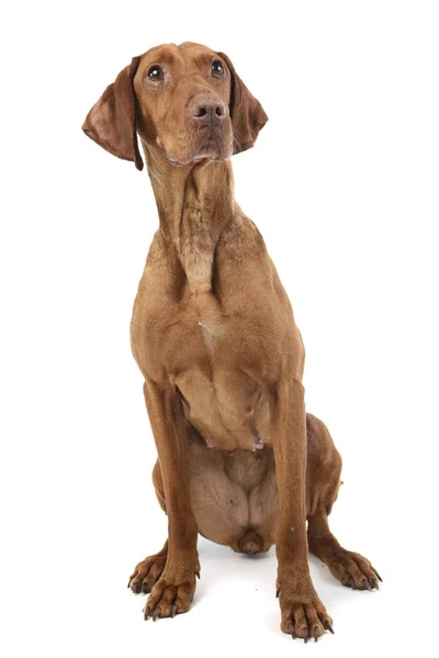 Estudio Una Adorable Vizsla Húngara Sentada Sobre Fondo Blanco — Foto de Stock