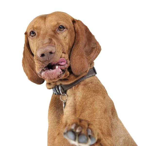 Hungarian Vizsla Gives You Five White Background — Stock Photo, Image