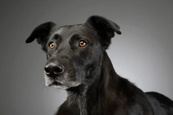 Portrét Rozkošný Smíšené Plemeno Psa Studio Střílel Izolované Grey — Stock fotografie