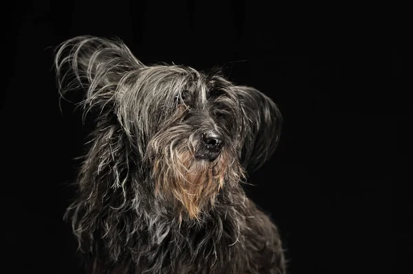 Czarne Futro Psa Studiu Fotograficznym Ciemny — Zdjęcie stockowe