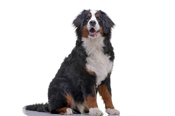 Bir çok güzel Bernese dağ köpeği beyaz arka plan üzerinde oturan stüdyo çekim.