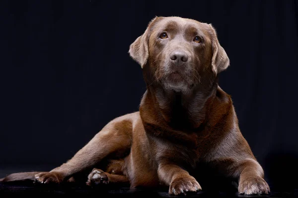 Studio Shot Van Een Schattig Labrador Retriever Liggend Zwarte Achtergrond — Stockfoto