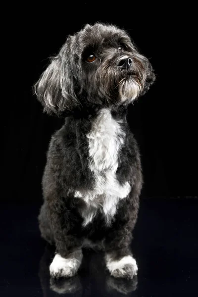 Studio Shot Adorable Havanese Dog Sitting Black Background — Stock Photo, Image
