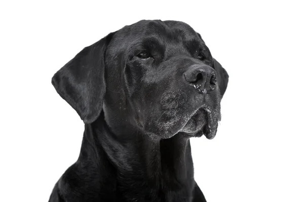 Razza Mista Cane Nero Ritratto Studio Bianco — Foto Stock