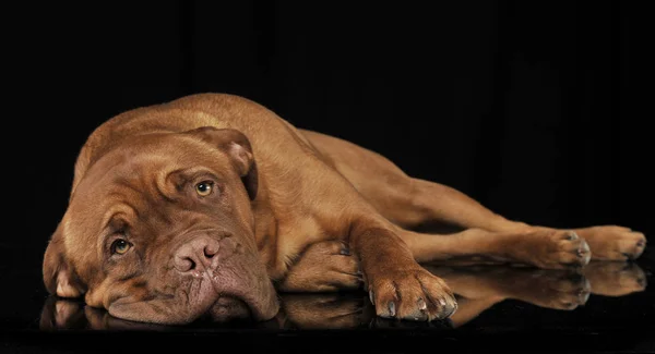 Bordeaux Dog Relaxing Black Studio — Stock Photo, Image