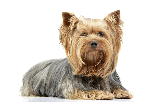 Estúdio Tiro Adorável Yorkshire Terrier Deitado Sobre Fundo Branco — Fotografia de Stock