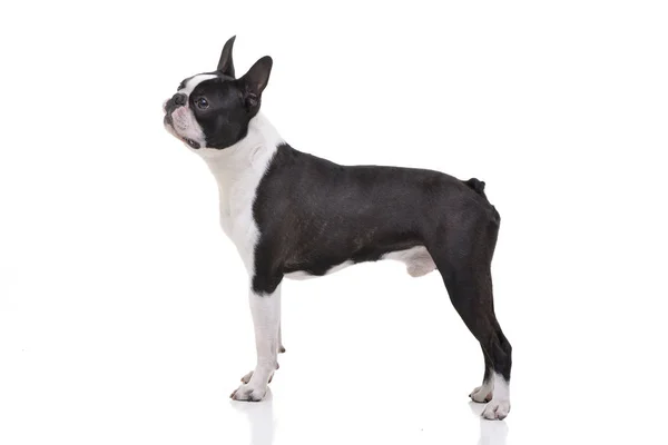 Studio Skott Bedårande Boston Terrier Står Vit Bakgrund — Stockfoto