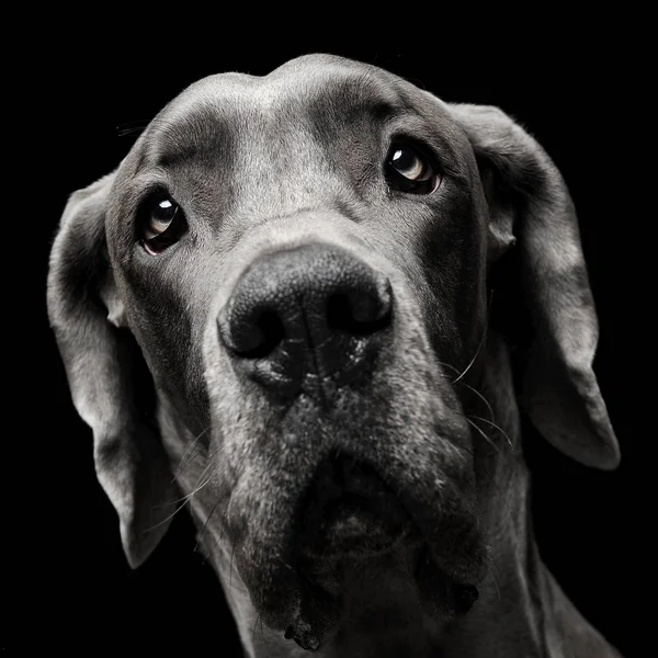 Great Dane Potret Lantai Studio Hitam — Stok Foto