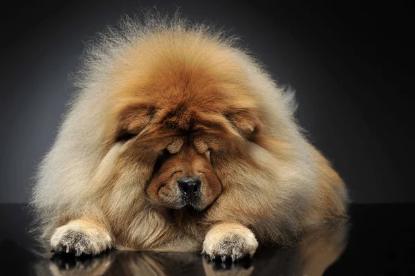 Beautyful Chow Chow Regardant Vers Bas Dans Studio Drk — Photo