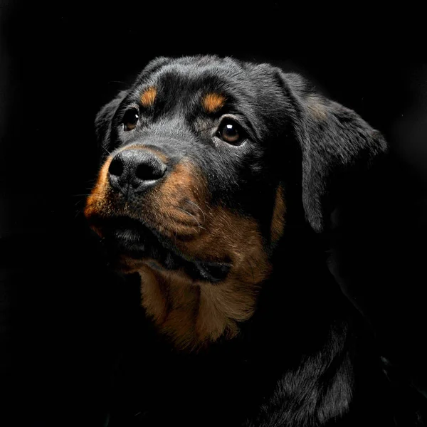 Portret Rottweiler Studio Fotograficznym Czarny — Zdjęcie stockowe