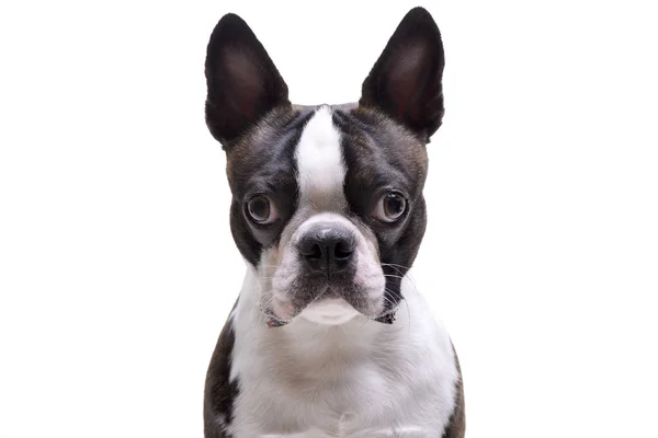 Porträt Eines Entzückenden Boston Terriers Isoliert Auf Weißem Hintergrund — Stockfoto