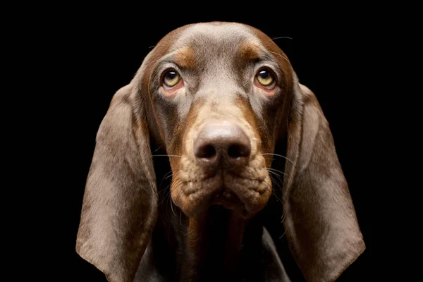 Portræt Yndig Tysk Pointer Studie Skudt Isoleret Sort - Stock-foto