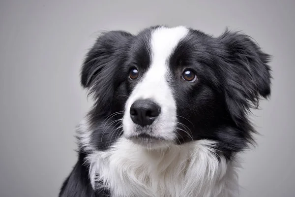 Portret Van Een Schattig Border Collie Geïsoleerd Een Grijze Achtergrond — Stockfoto