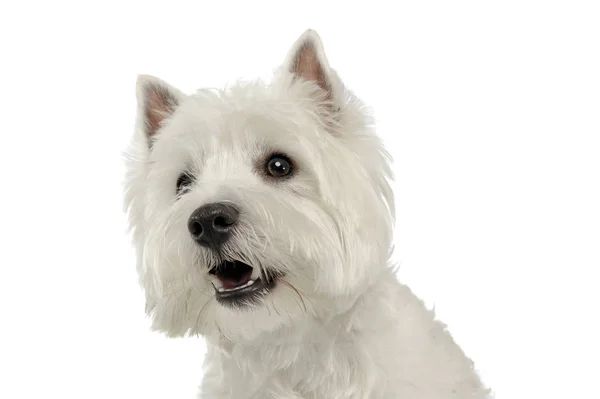 West Highland White Terrier Portret Studio Biały — Zdjęcie stockowe