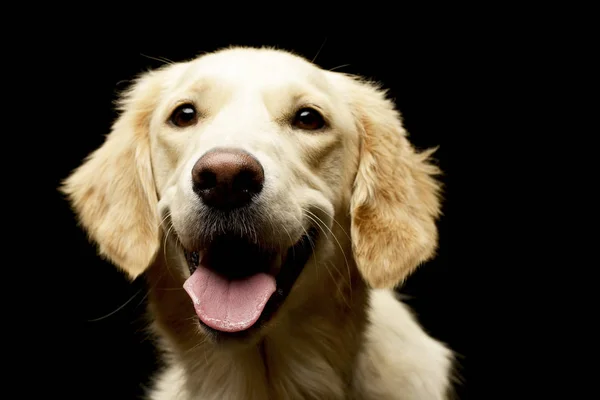 Retrato Filhote Cachorro Golden Retriever Adorável Tiro Estúdio Isolado Preto — Fotografia de Stock