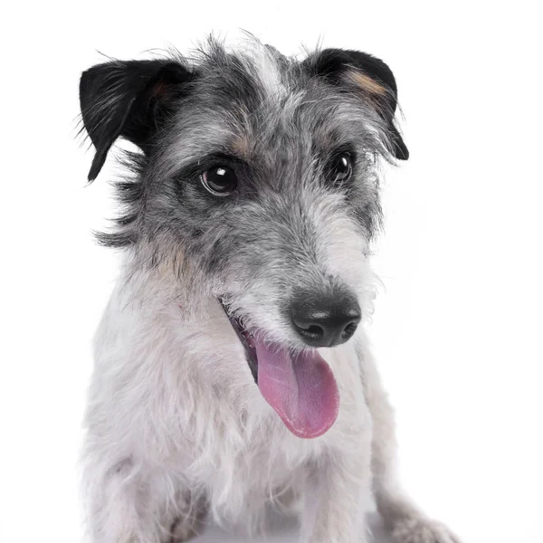 Портрет Чарівної Змішаної Собаки Студійний Знімок Ізольований Білому — стокове фото