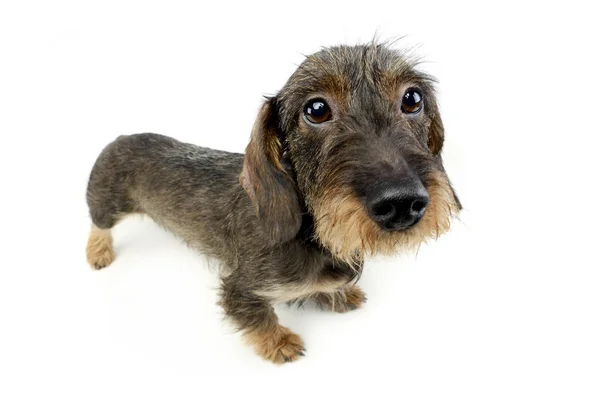 Fil Chevelu Dachshund Levant Les Yeux Dans Caméra — Photo