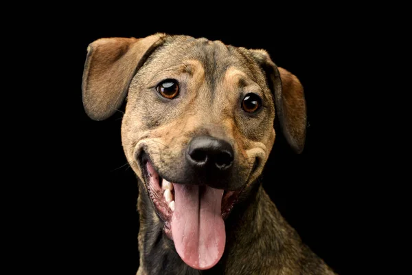 Bir Çok Güzel Karışık Doğurmak Köpek Atış Stüdyo Portre Siyah — Stok fotoğraf