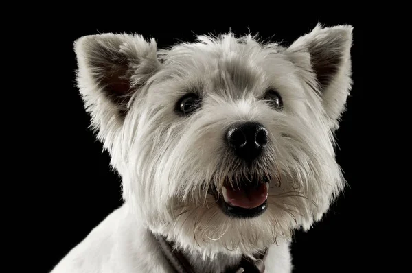 West Highland White Terrier Waching Studio — Zdjęcie stockowe